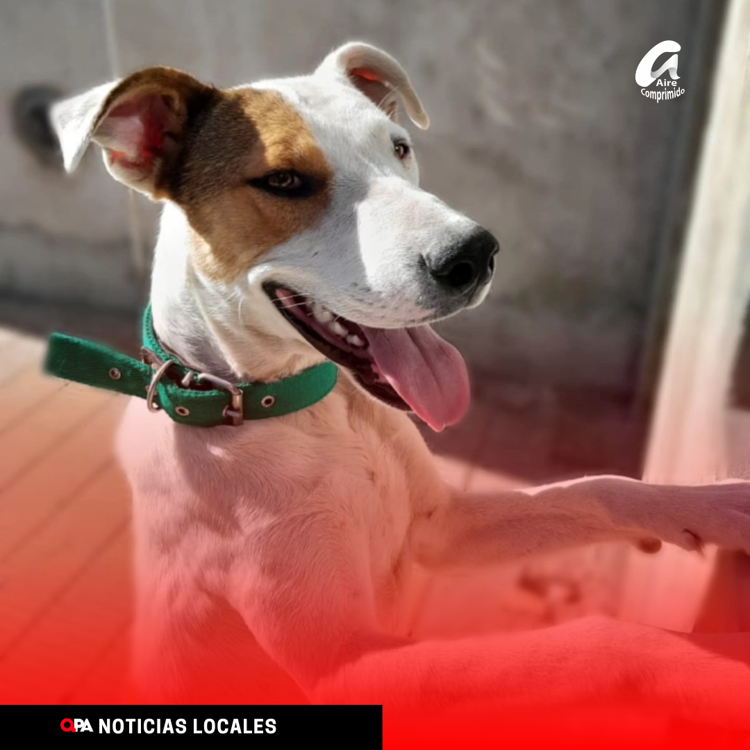 PLAZA COLÓN SERÁ SEDE DE UN DESFILE DE MASCOTAS EN EL MES DE LA PREVENCIÓN CONTRA EL MALTRATO ANIMAL