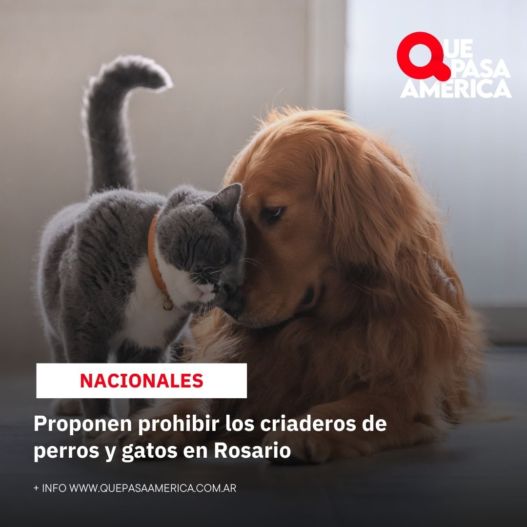 Proponen prohibir los criaderos de perros y gatos en Rosario