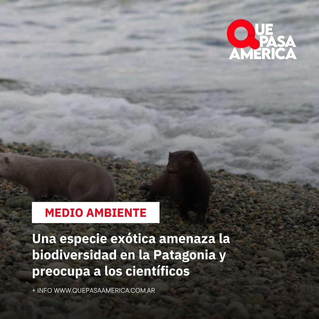 Una especie exótica amenaza la biodiversidad en la Patagonia y preocupa a los científicos
