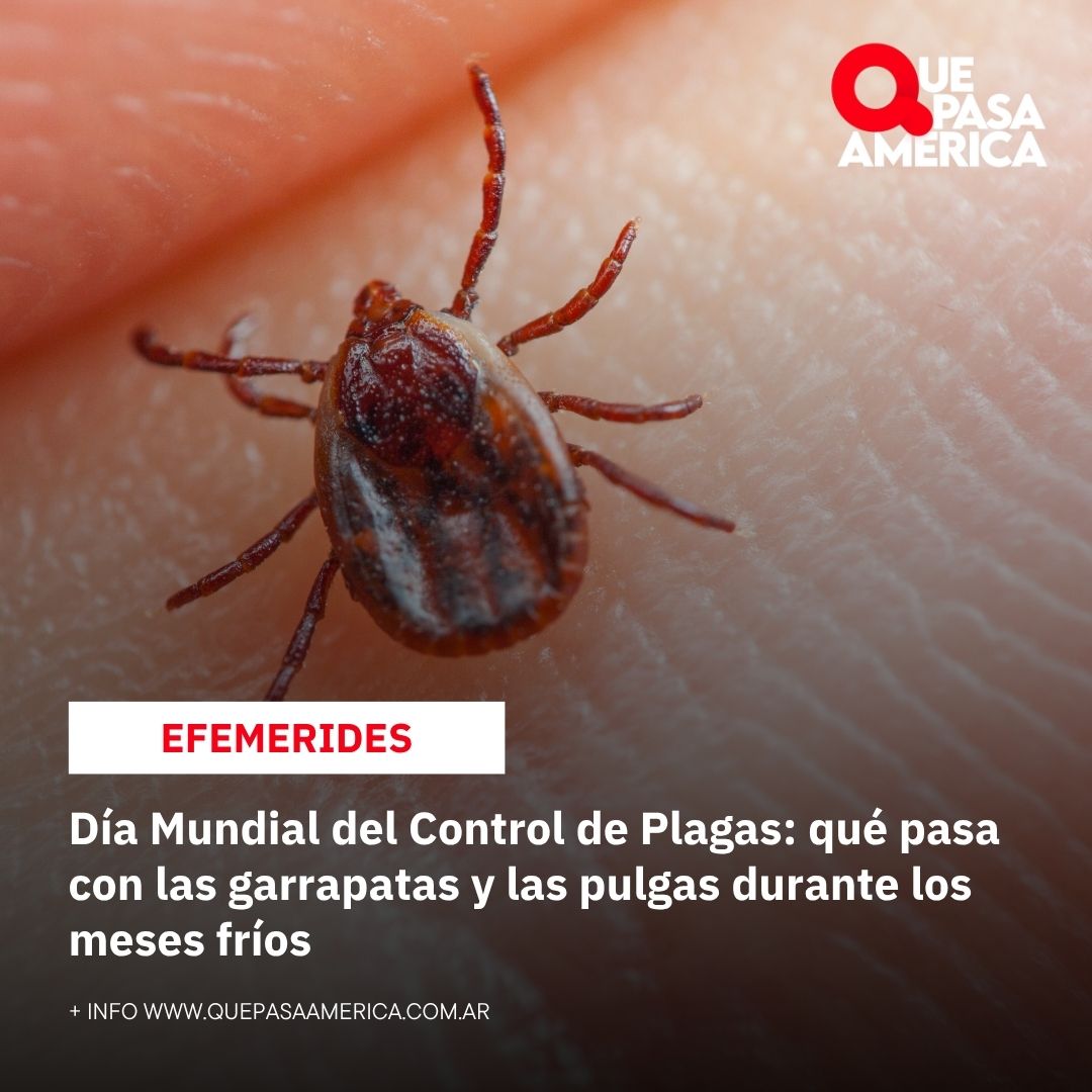 Día Mundial del Control de Plagas: qué pasa con las garrapatas y las pulgas durante los meses fríos
