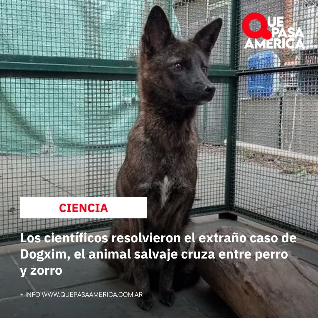 Los científicos resolvieron el extraño caso de Dogxim, el animal salvaje cruza entre perro y zorro