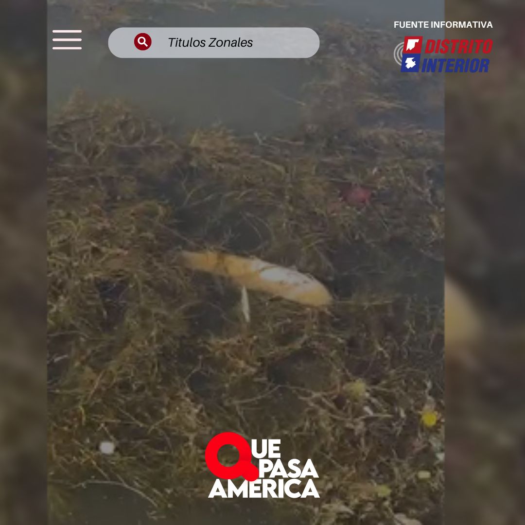 IMÁGENES ENVIADAS POR LA GENTE: mortandad de tarariras en la laguna del Parque de General Villegas (VIDEO)