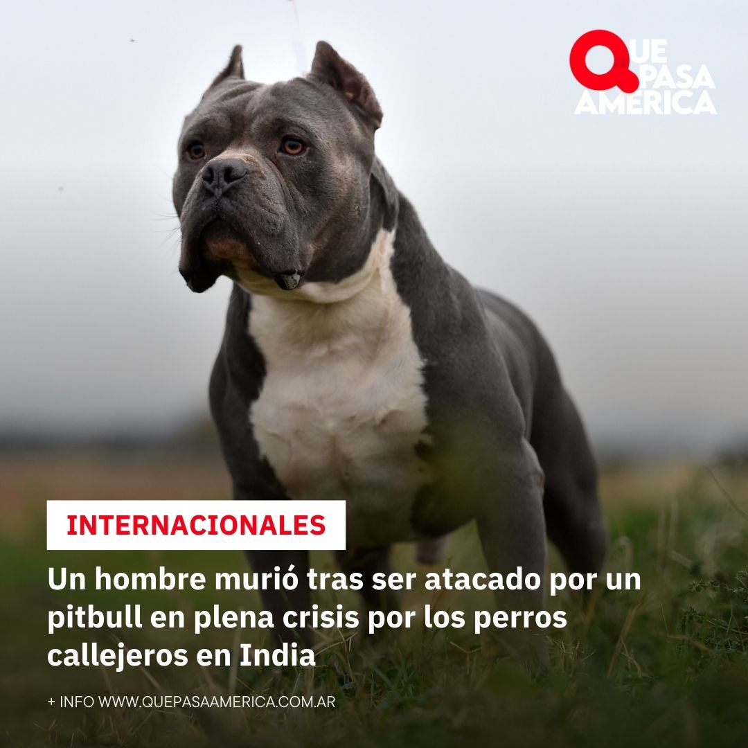 Un hombre murió tras ser atacado por un pitbull en plena crisis por los perros callejeros en India