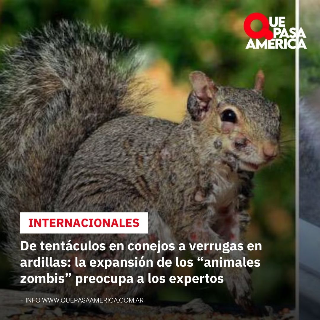 De tentáculos en conejos a verrugas en ardillas: la expansión de los “animales zombis” preocupa a los expertos