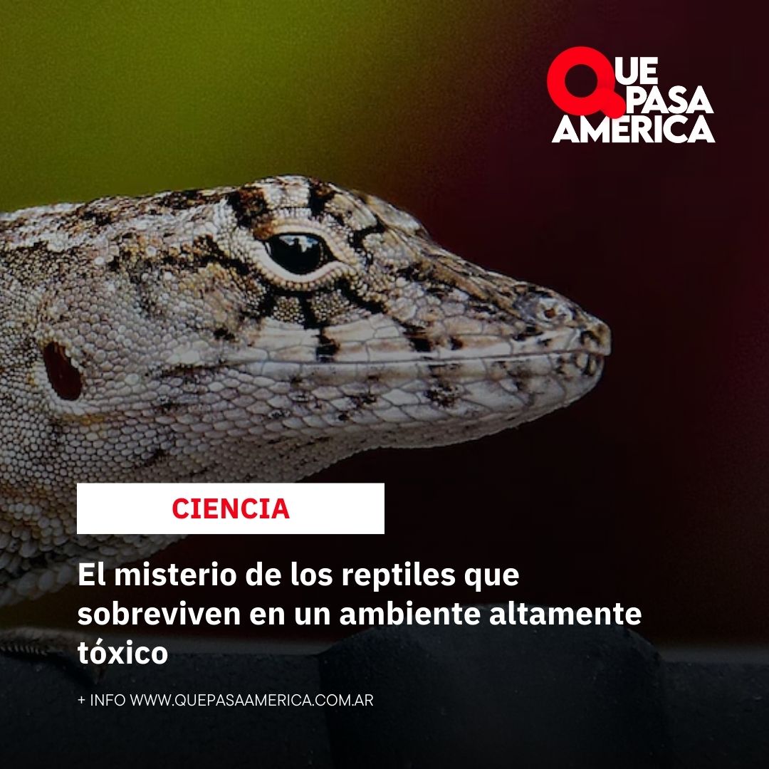 El misterio de los reptiles que sobreviven en un ambiente altamente tóxico