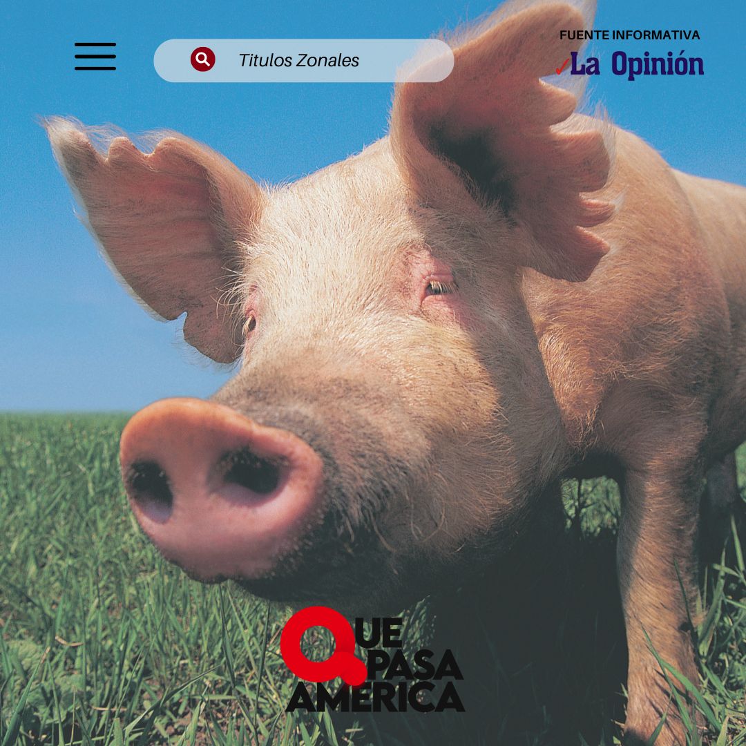 T. Lauquen, uno de los puntos con brotes de triquinosis confirmados por el Boletín Epidemiológico de la Provincia