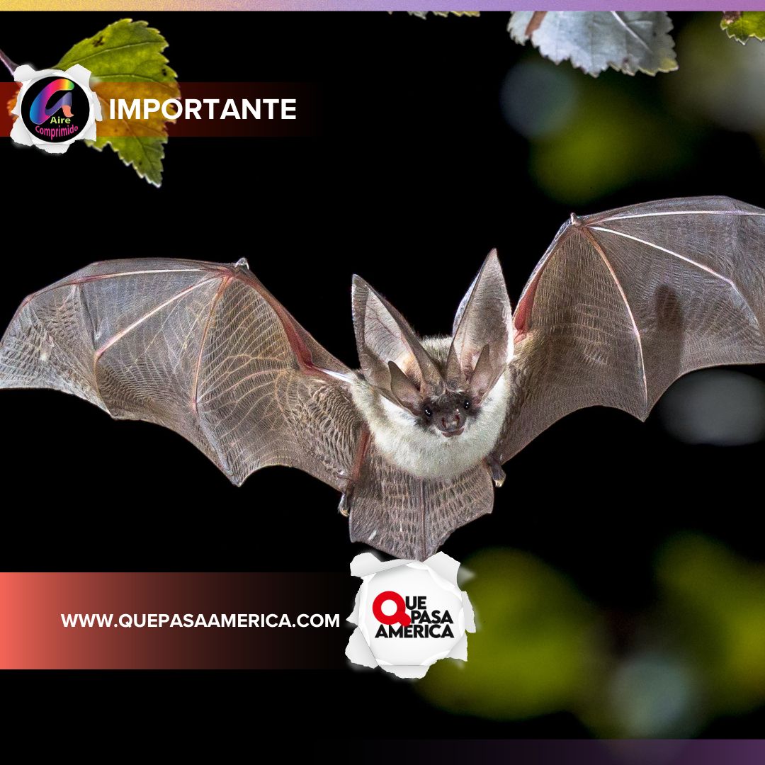 TRENQUE LAUQUEN: RECOMENDACIONES DE ZOONOSIS MUNICIPAL ANTE LA APARICIÓN DE MURCIÉLAGOS EN LA CIUDAD