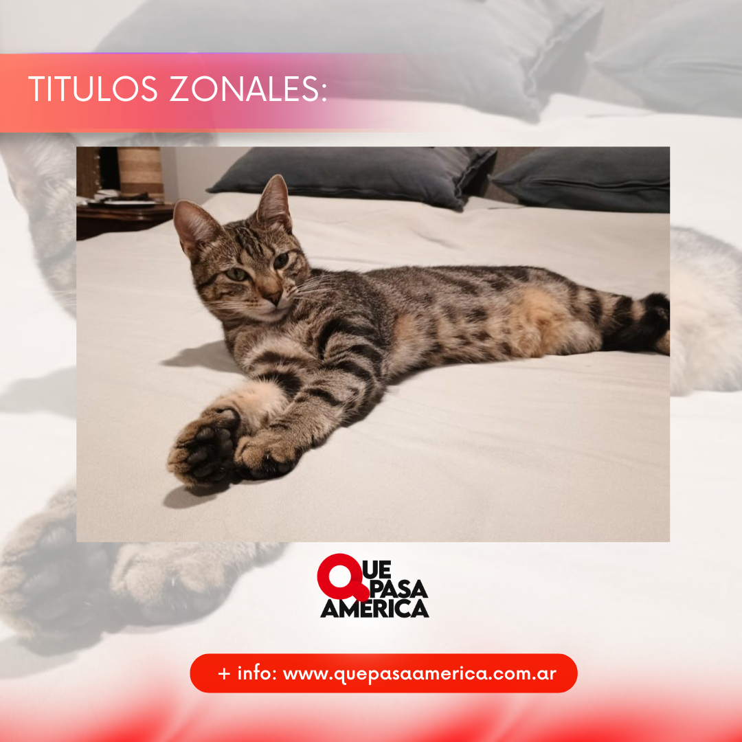 General Villegas: matan a un gatito con un rifle y crece la conmoción por la crueldad animal