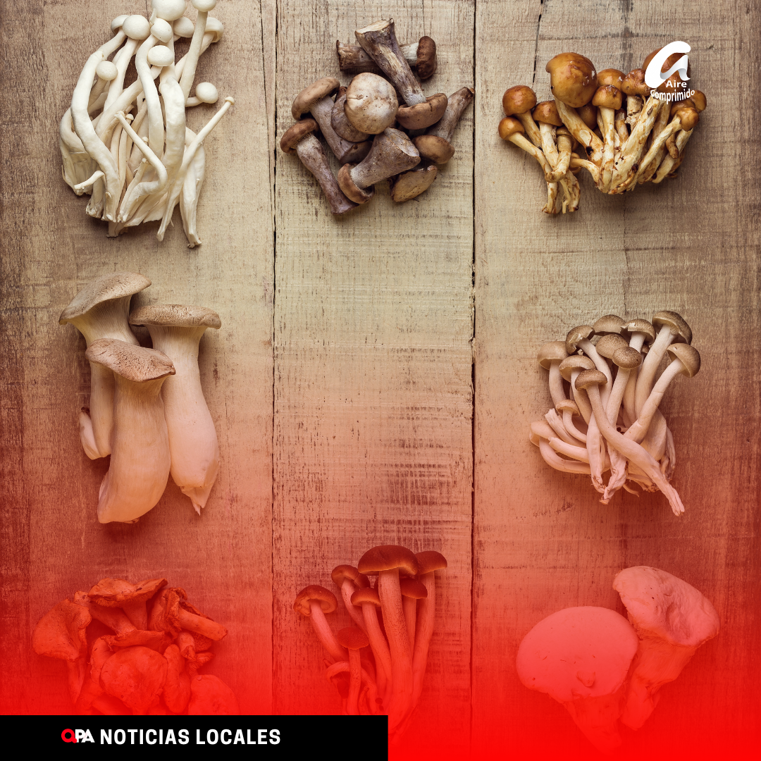 Rivadavia incorpora una nueva diplomatura sobre producción de hongos comestibles