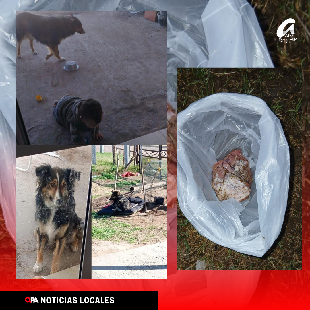 Denuncian presunto envenenamiento de una perra en Barrio Procrear Norte