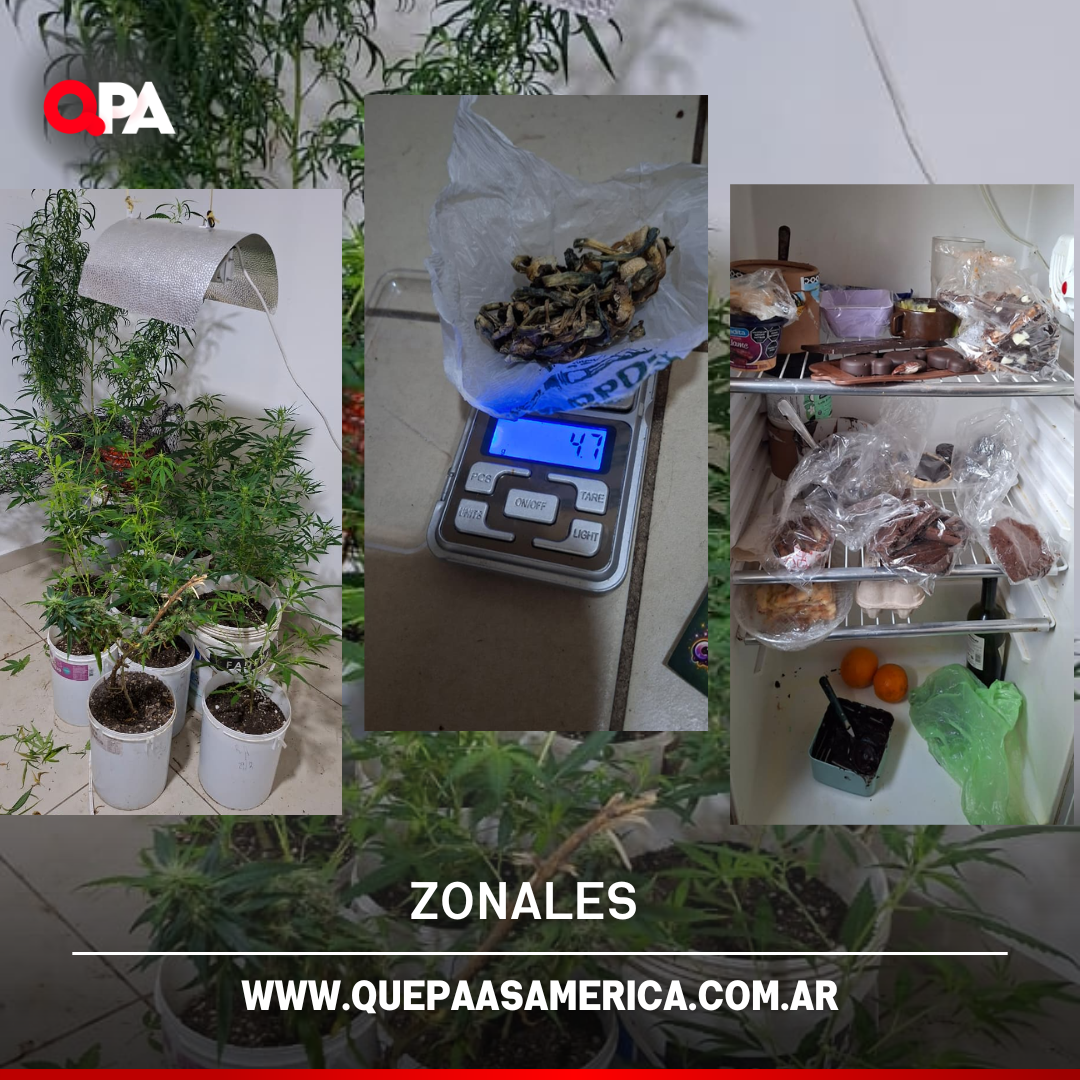 Allanamiento en Santa Rosa: secuestran hongos alucinógenos y alimentos con cannabis