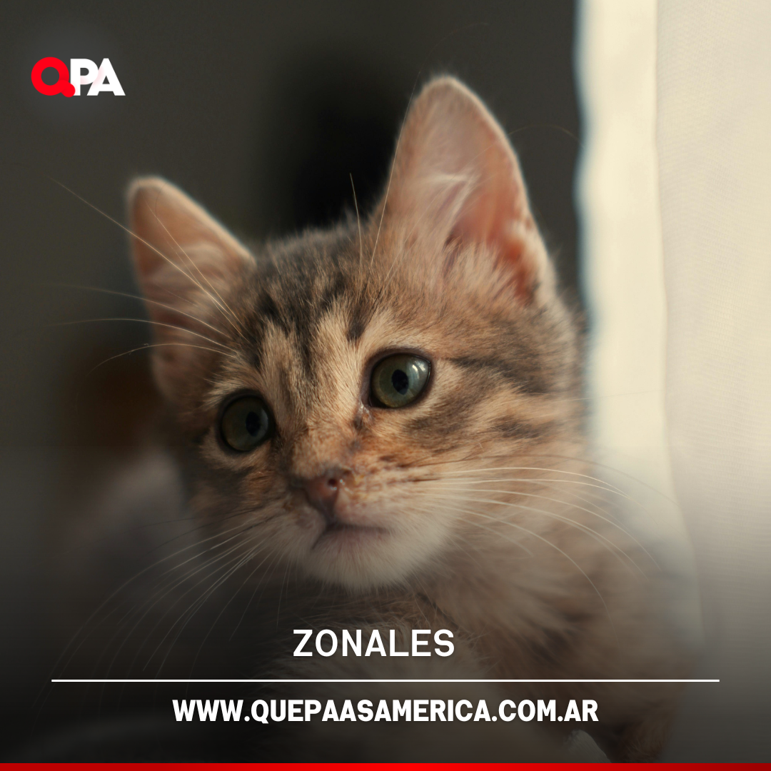 Proponen licencia por fallecimiento de mascotas para estatales bonaerenses