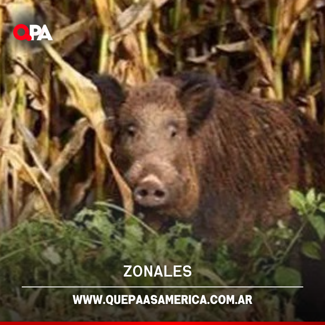 Jabalíes invasores: el campo argentino pierde hasta US$1.600 millones por año