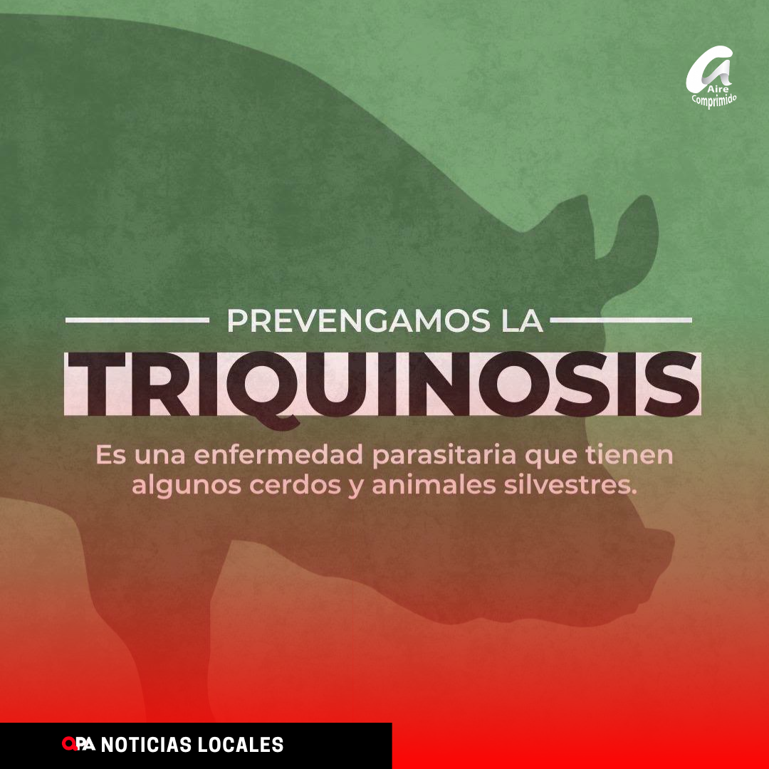 Triquinosis: recuerdan la importancia de prevenir la enfermedad con medidas simples