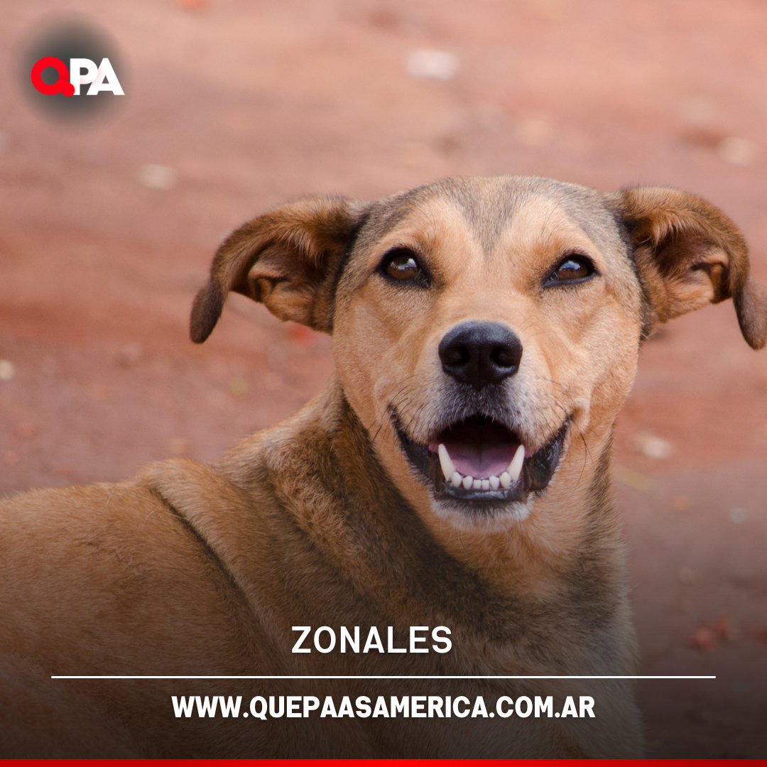 Proponen penas de hasta 60 días de arresto para quienes maltraten a sus mascotas