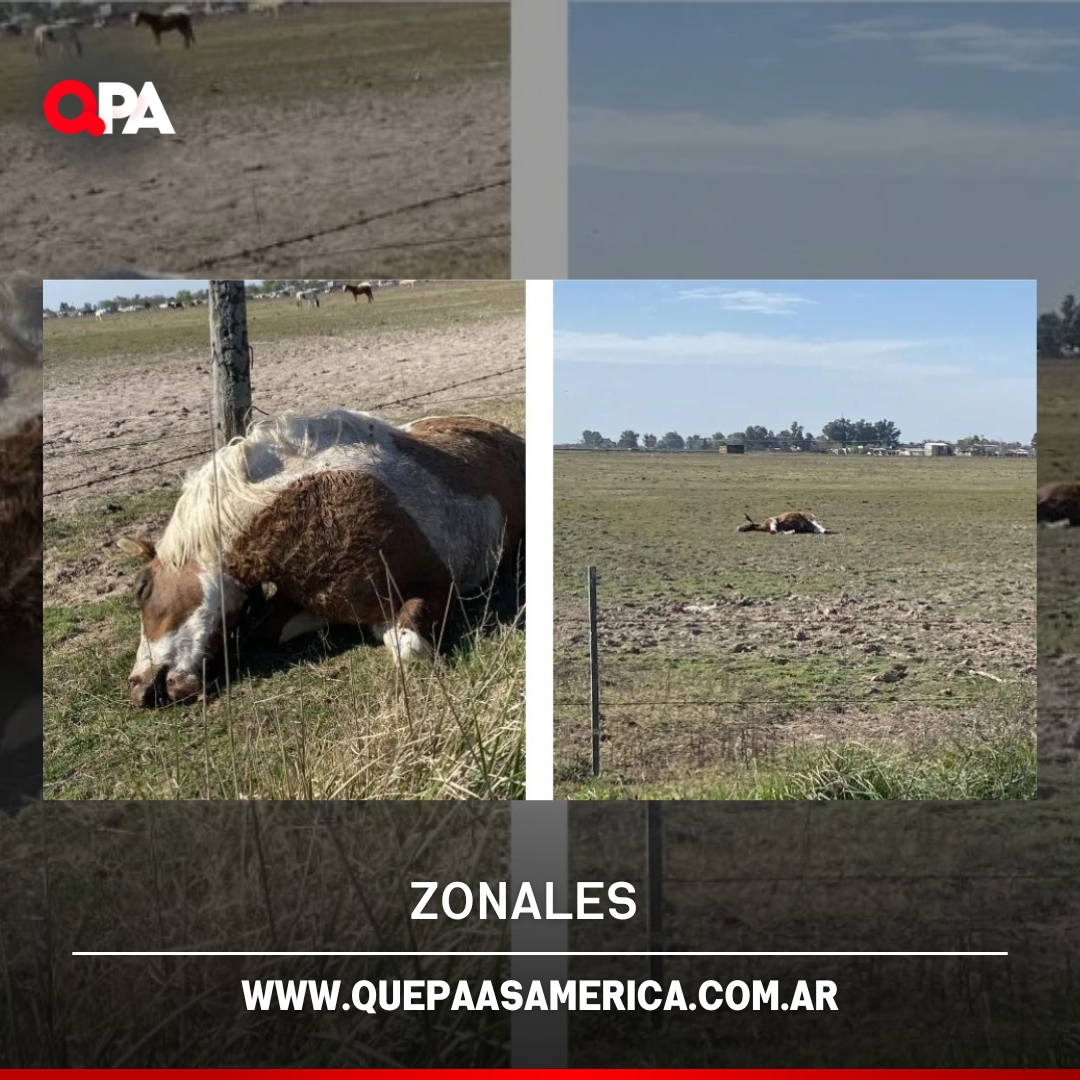 Ameghino: murieron seis caballos tras ingerir semillas curadas