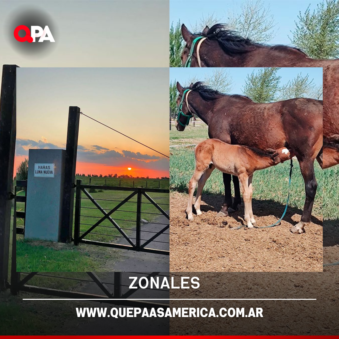 Un puma ingresó a un haras de General Pico y mató a tres potrillos