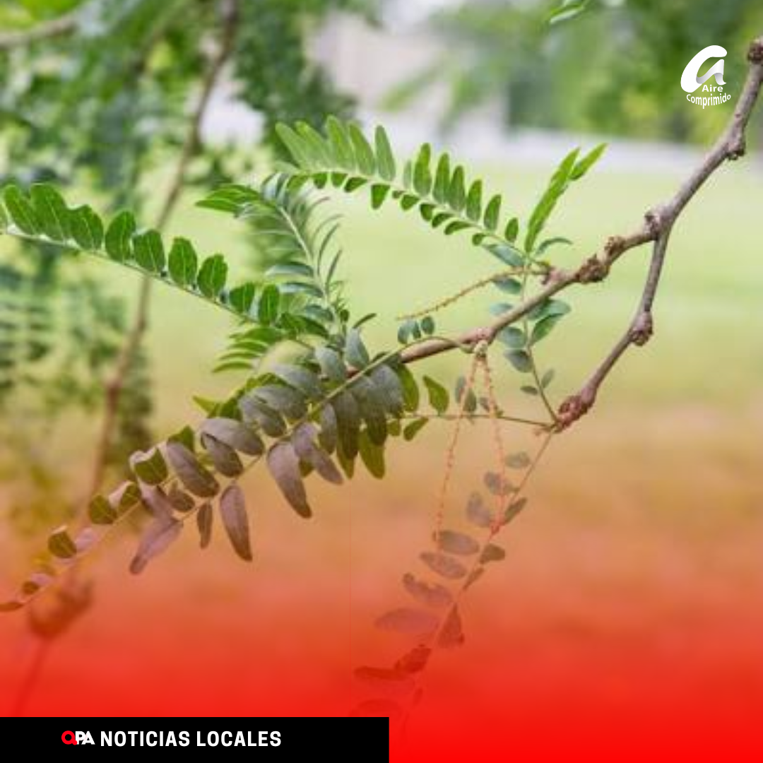 REALIZARÁN EN AMÉRICA UN TALLER ABIERTO SOBRE LA RECUPERACIÓN DE ESPACIOS TRAS EL CONTROL DE LA ACACIA NEGRA